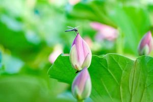 Beginning of Summer: All Things Thrive Together