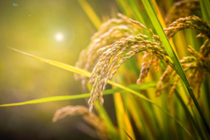 Today is Grain in Ear: A Time When All Things Flourish, A Season Ripe for Tilling