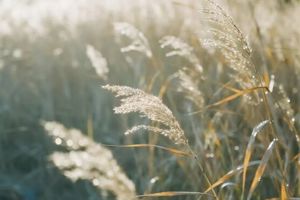 White Dew, Condensing the Sound of Autumn