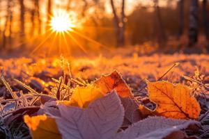 Today is Frost's Descent: Bidding Farewell to Autumn, Greeting the Coming Winter
